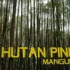 Destinasi Wisata Hutan Pinus yang Instagramable di Indonesia