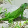 Spesies Asli Dari Amerika, 5 Fakta Tentang Iguana Hijau 