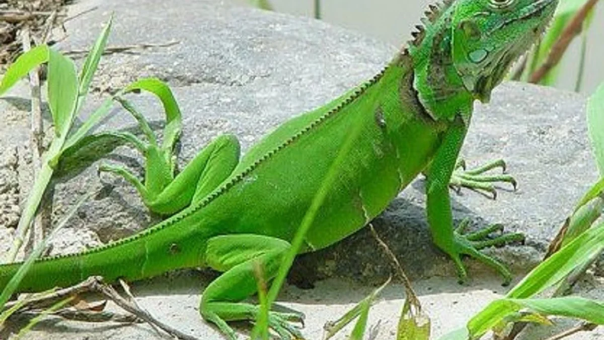 Spesies Asli Dari Amerika, 5 Fakta Tentang Iguana Hijau 