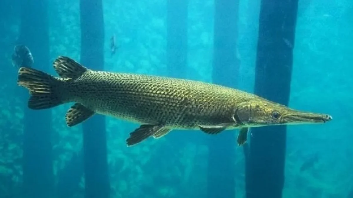 Kamu Suka Dengan Ikan Alligator Gar, 5 Jenis Ikan Alligator Gar