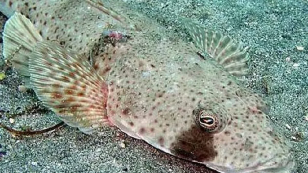 Ikan yang Mirip Dengan Paruh Bebek, 3 Jenis Ikan Flathead yang Ada di Dunia 