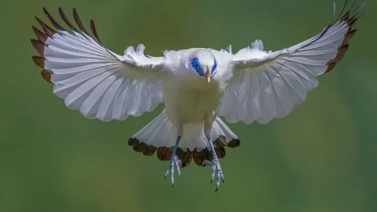  Burung Cantik yang Hampir Punah, 4 Fakta Unik Burung Jalak Bali