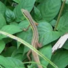 Memiliki Ekor yang Panjang, 5 Fakta Mengenai Kadal Six-Striped Long-Tailed Lizard