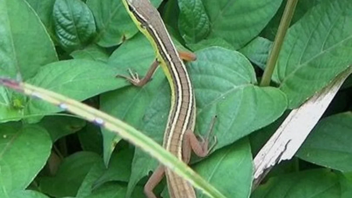 Memiliki Ekor yang Panjang, 5 Fakta Mengenai Kadal Six-Striped Long-Tailed Lizard