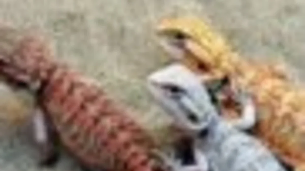 Menjadi Kesukaan Penghobi, 5 Fakta Menarik Tentang Kadal Pogona vitticeps