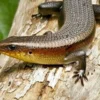 5 Fakta Menarik Tentang Kadal Common Sun Skink