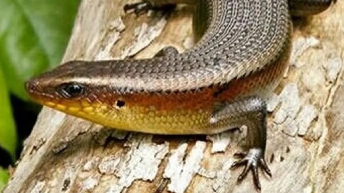 5 Fakta Menarik Tentang Kadal Common Sun Skink