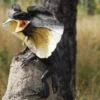 Memiliki Surai yang Sangat Gagah, 5 Fakta Tentang  Frilled Lizard