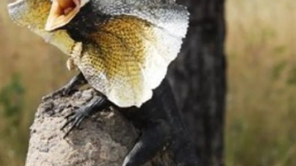 Memiliki Surai yang Sangat Gagah, 5 Fakta Tentang  Frilled Lizard