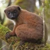 5 Fakta Menarik Lemur, Hewan Yang Berasal Dari Madagaskar 