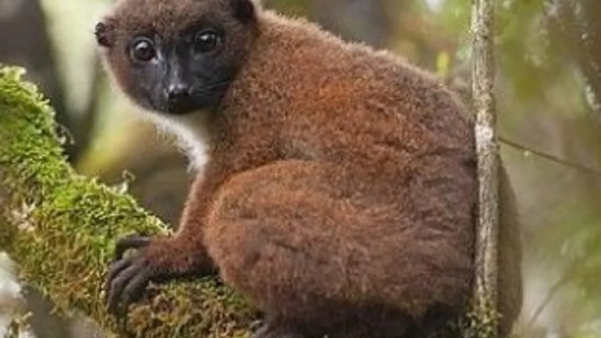 5 Fakta Menarik Lemur, Hewan Yang Berasal Dari Madagaskar 