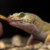 Kerap Menjadi Peliharaan Bagi Penghobi, 5 Fakta Unik dari Leopard Gecko 