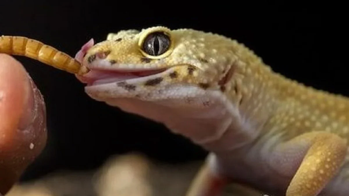 Kerap Menjadi Peliharaan Bagi Penghobi, 5 Fakta Unik dari Leopard Gecko 