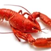 5 Fakta Menarik Lobster, Dahulu Dianggap Sebagai Makanan Tidak Berharga 