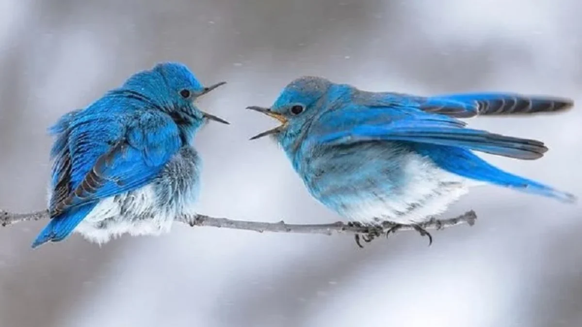 Berwarna Biru yang Khas Serta Indah, 5 Fakta Menarik Burung Mountain Blue