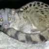 Bisa Menghasilkan Biji Kopi yang Berkualitas,5 Fakta African Palm Civet