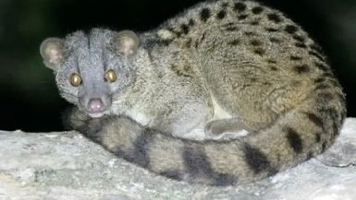 Bisa Menghasilkan Biji Kopi yang Berkualitas,5 Fakta African Palm Civet