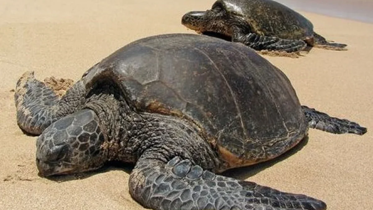 Telah Hidup di Bumi Selama Jutaan Tahun , 5 Fakta Menarik Penyu Laut, Reptil Laut yang Terancam Punah 