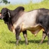 Berdaptasi Dengan Lingkungan Panas, 6 Fakta Menarik Tentang Sapi Zebu