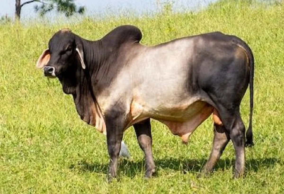 Berdaptasi Dengan Lingkungan Panas, 6 Fakta Menarik Tentang Sapi Zebu ...