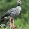 Burung yang Memiliki Suara Terkeras, 5 Fakta Southern Screamer 