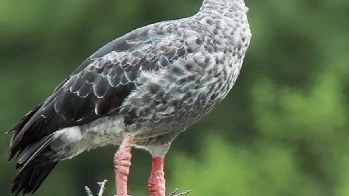 Burung yang Memiliki Suara Terkeras, 5 Fakta Southern Screamer 