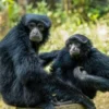 Satwa yang Terancam Punah, 4 Fakta Menarik Mengenai Symphalangus Syndactylus atau Siamang 