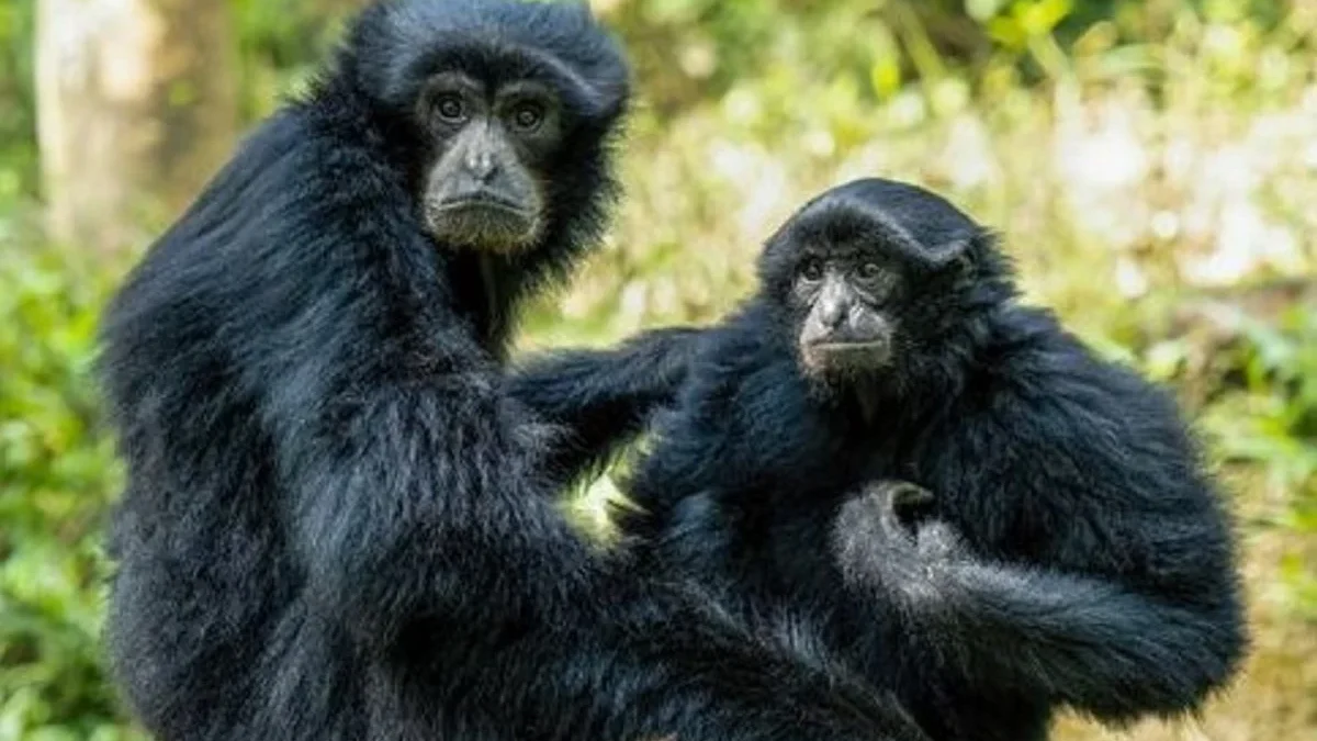 Satwa yang Terancam Punah, 4 Fakta Menarik Mengenai Symphalangus Syndactylus atau Siamang 