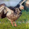 Burung yang Memiliki Suara Terkeras, 5 Fakta Southern Screamer 