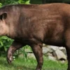 Hewan yang Unik dan Belum Banyak Diketahui, 5 Fakta Unik Tapir