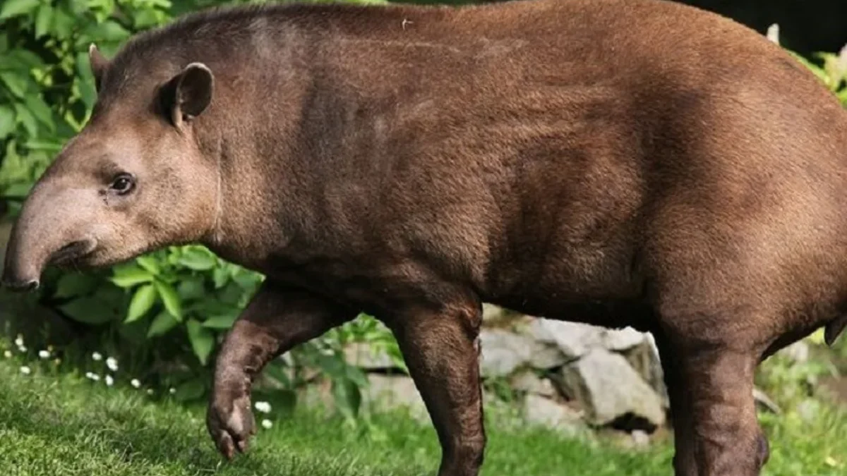 Hewan yang Unik dan Belum Banyak Diketahui, 5 Fakta Unik Tapir