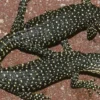 Jenis Biawak Terbesar di Dunia, 5 Fakta Menarik Tentang Varanus indicus