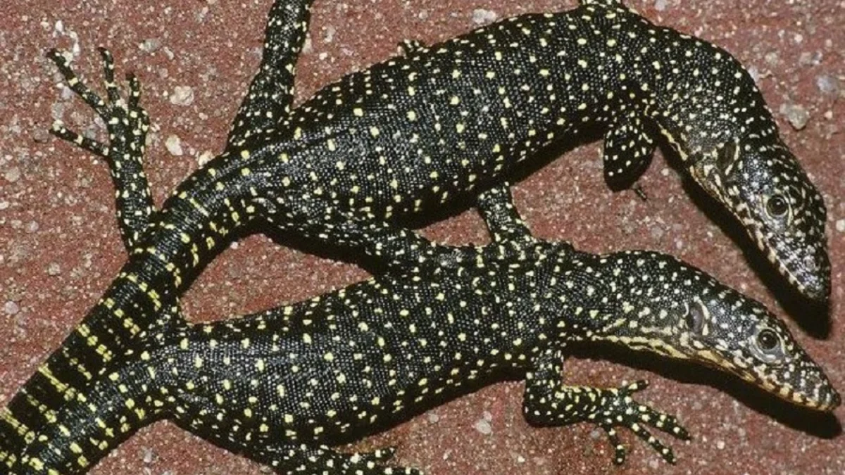 Jenis Biawak Terbesar di Dunia, 5 Fakta Menarik Tentang Varanus indicus