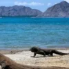 Menyusuri Keindahan Pulau Komodo: Panduan Liburan Lengkap