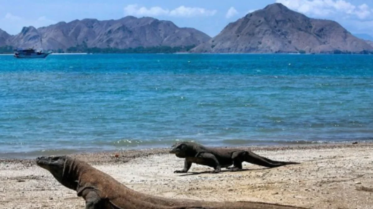 Menyusuri Keindahan Pulau Komodo: Panduan Liburan Lengkap