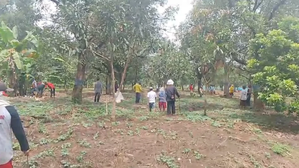 Serangan Tikus Wirog Rugikan Petani Gapoktan Sri Makmur Desa Krasak, Ratusan Ekor Berhasil Dibasmi