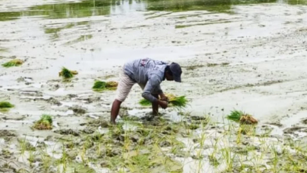 Petani Kabupaten Indramayu Merana akibat Hama dan Curah Hujan Tinggi Jadi Biang Kerok Gagal Tanam