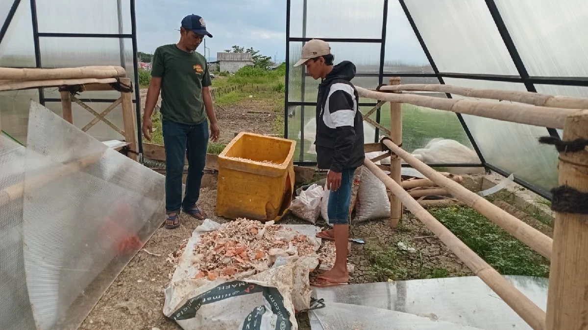 Cangkang Rajungan Mulai Diolah oleh Milenial Desa Citemu agar Kurangi Polusi Udara