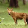 Apa Itu Ajag ? , Anjing Hutan Langka yang Masih Berkeliaran di Nusantara 