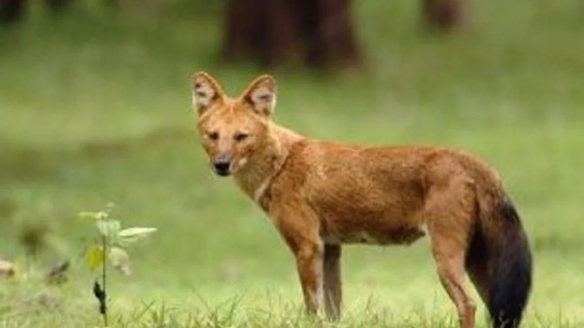 Apa Itu Ajag ? , Anjing Hutan Langka yang Masih Berkeliaran di Nusantara 