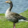 Hidup di Lahan Basah, 5 Fakta Unik Angsa Greylag