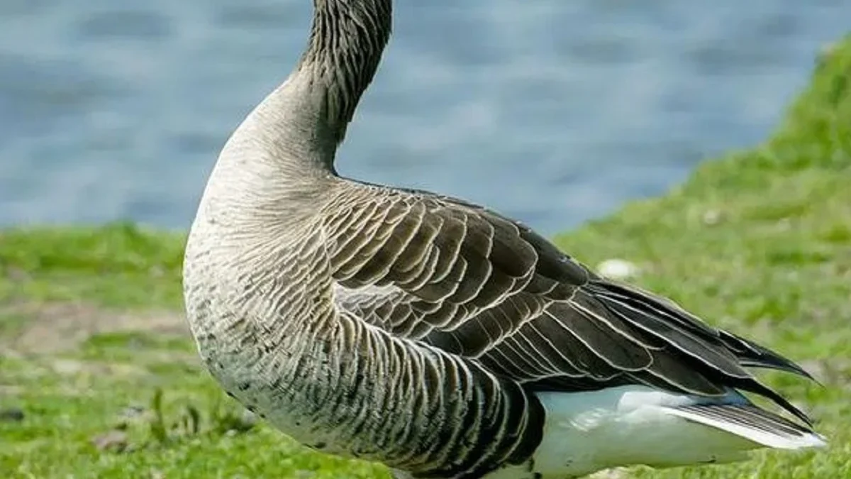 Hidup di Lahan Basah, 5 Fakta Unik Angsa Greylag