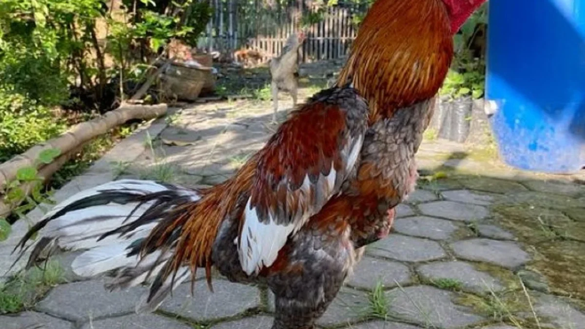 Digemari Oleh Penghobi Ayam Petarung, 5 Jenis Ayam Petarung yang Populer 