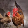 4 Fakta Menarik Tentang Ayam Serama, Ayam Kecil yang Sangat Anggun 