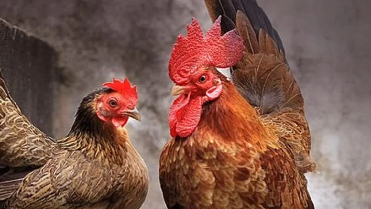 4 Fakta Menarik Tentang Ayam Serama, Ayam Kecil yang Sangat Anggun 