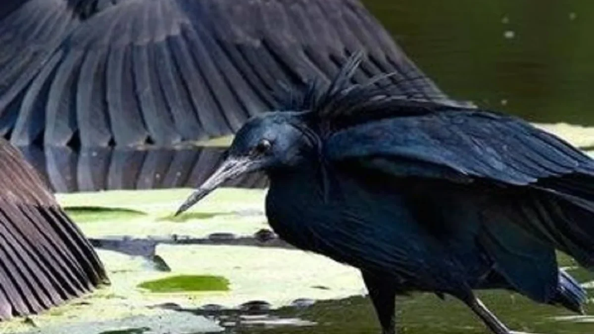 Bangau Hitam : Si Pemburu Ikan yang Jenius dan Cerdik dengan Cara Berburu yang Unik