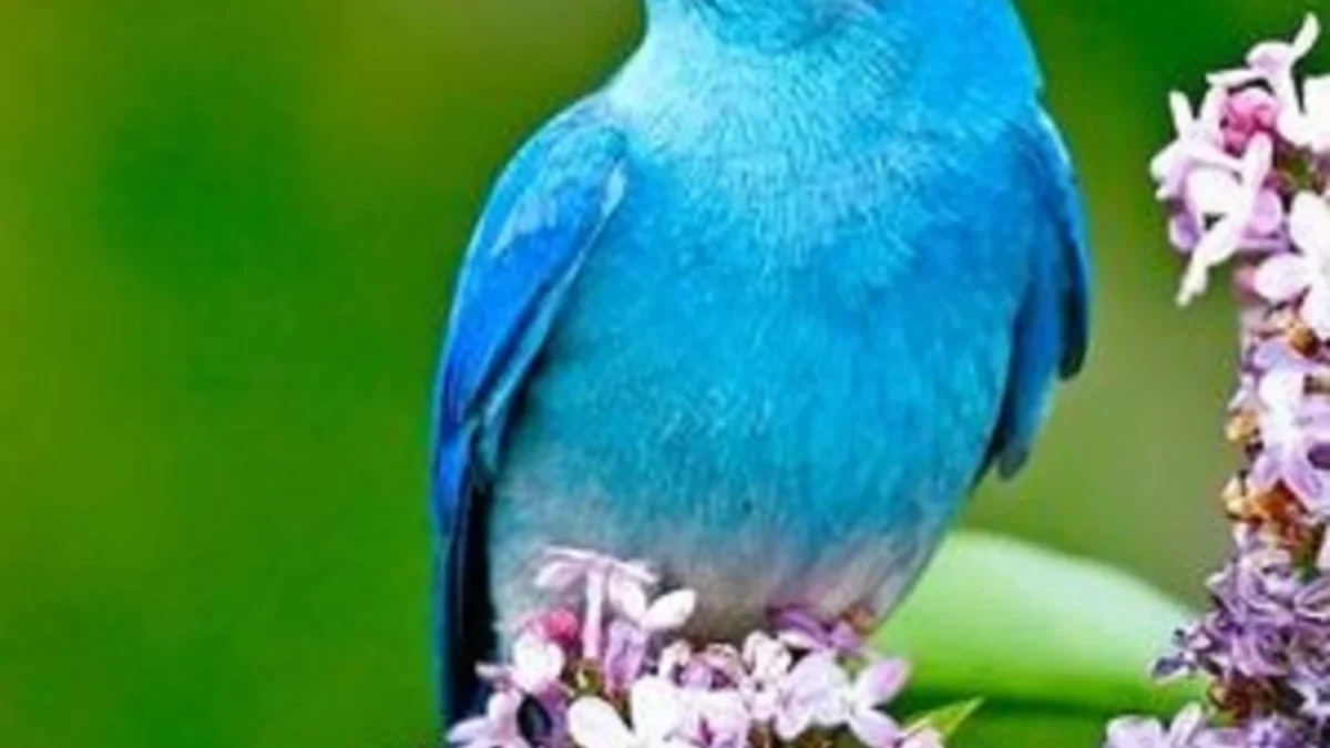 Memiliki Warna Biru yang Indah, 5 Fakta Menarik Burung Mountain Blue, Burung yang Sangat Indah 