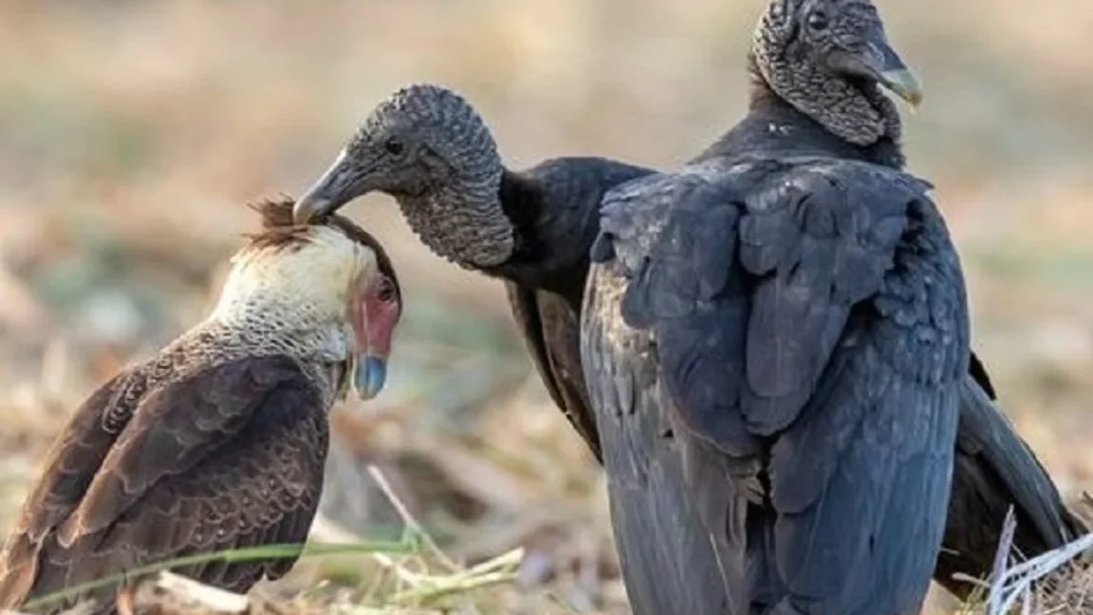 5 Fakta Burung Bangkai, Si Pemakan Bangkai yang Begitu Setia