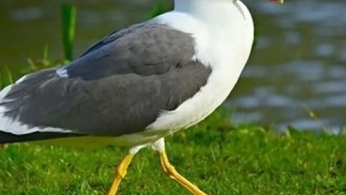 6 Fakta Unik Burung Camar, Burung Laut yang Gemar Mencuri dan Pintar