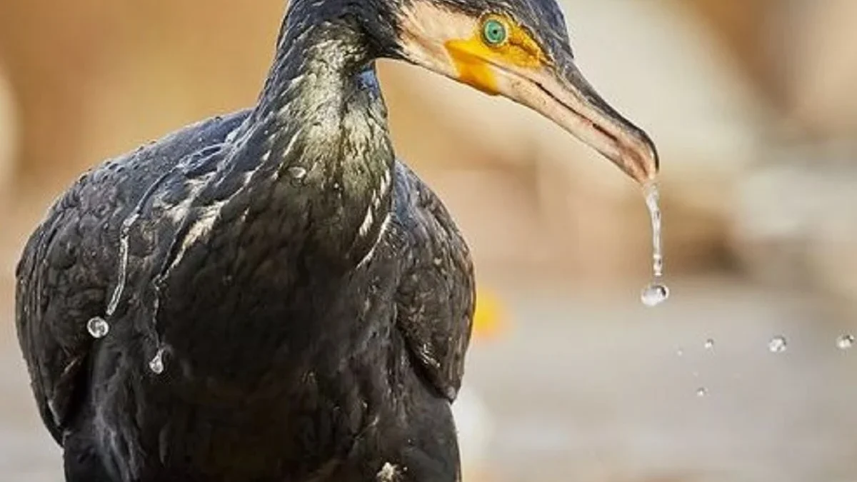 Harus Kamu Ketahui Nih, 5 Jenis Burung Pemakan Ikan 